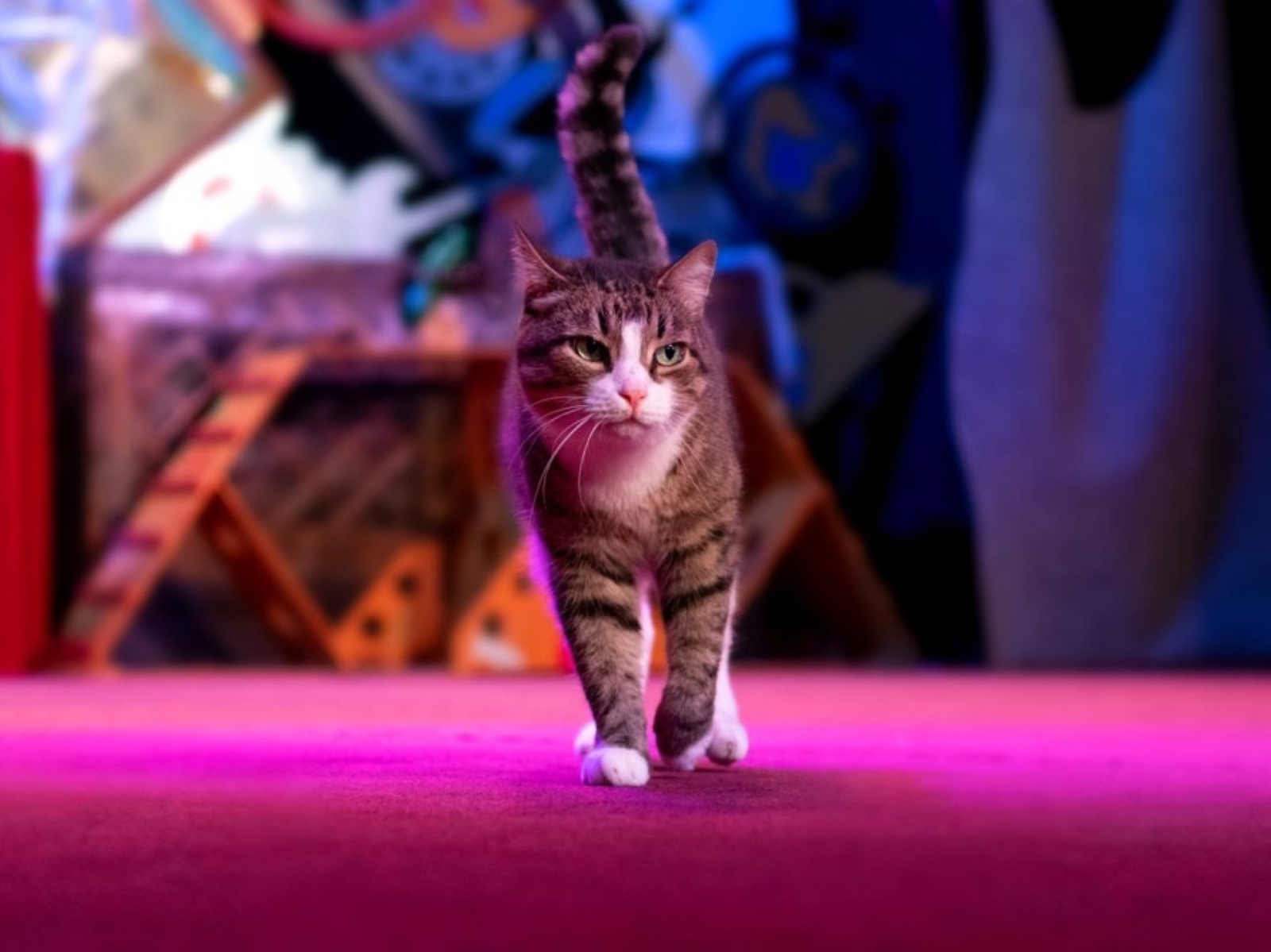 Котобум. При участии Юрия Куклачева — афиша спектакля, билеты